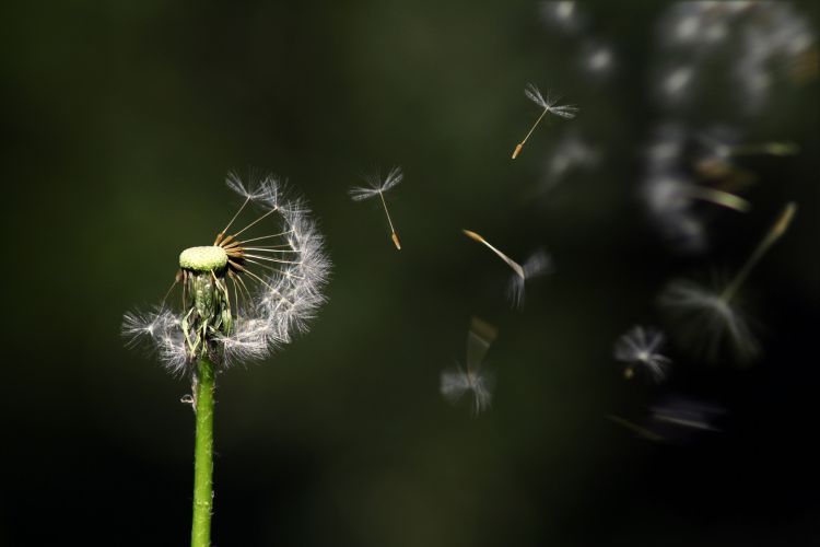 像风一样自由 | Like the Wind, Free